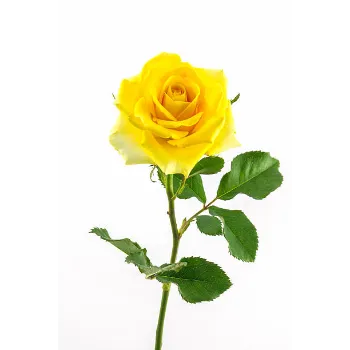 Natural Yellow Rose 